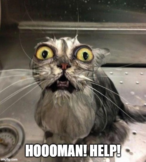 Astonished Wet Cat | HOOOMAN! HELP! | image tagged in astonished wet cat | made w/ Imgflip meme maker