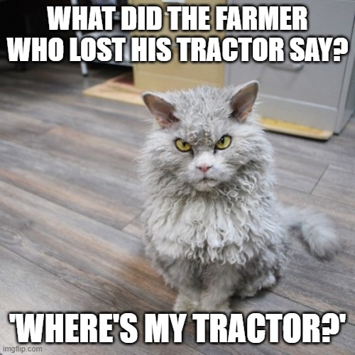 Bad Joke Cat |  WHAT DID THE FARMER WHO LOST HIS TRACTOR SAY? 'WHERE'S MY TRACTOR?' | image tagged in bad joke cat,funny cat memes,bad jokes,cat meme,bad puns,cat memes | made w/ Imgflip meme maker