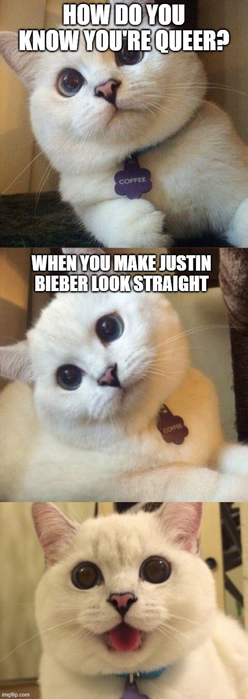 bad pun cat  | HOW DO YOU KNOW YOU'RE QUEER? WHEN YOU MAKE JUSTIN BIEBER LOOK STRAIGHT | image tagged in bad pun cat | made w/ Imgflip meme maker