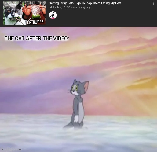 The cat | THE CAT AFTER THE VIDEO: | image tagged in tom in heaven | made w/ Imgflip meme maker