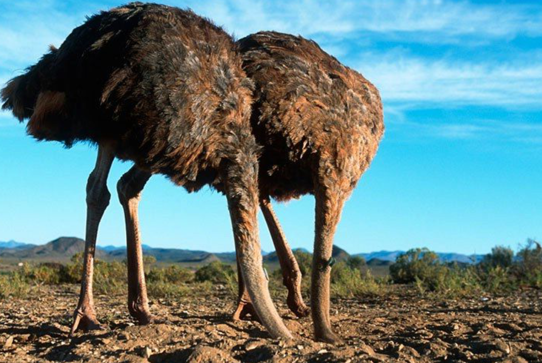 Ostrich buried head Blank Meme Template