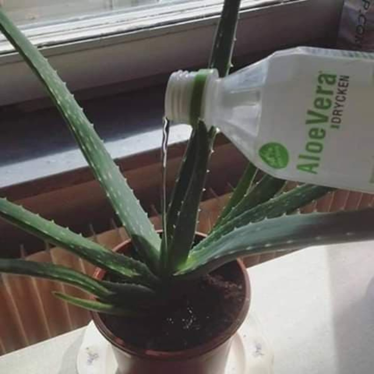 Aloe Blank Meme Template