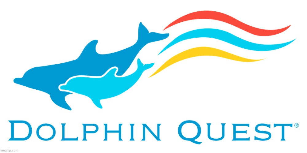 Quest #3 - Please See Rules in Comments Section | image tagged in dolphin,dolphins,dumb joke dolphin,awards | made w/ Imgflip meme maker