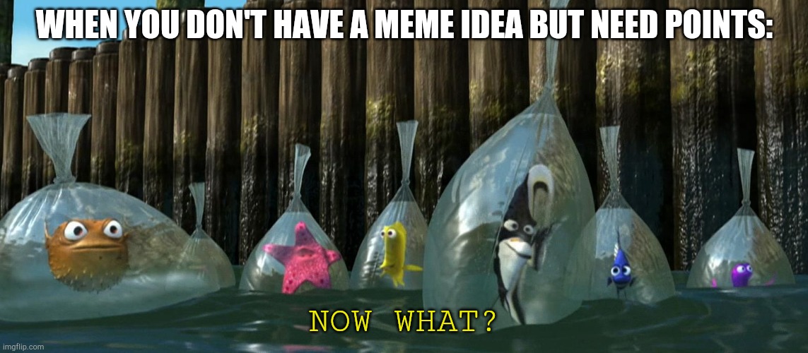 Now What - Finding Nemo | WHEN YOU DON'T HAVE A MEME IDEA BUT NEED POINTS:; NOW WHAT? | image tagged in now what - finding nemo | made w/ Imgflip meme maker