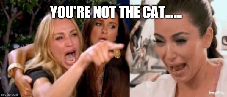 You're not the cat | YOU'RE NOT THE CAT...... | image tagged in memes | made w/ Imgflip meme maker