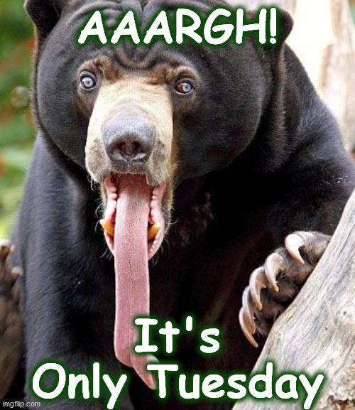 bear | AAARGH! It's Only Tuesday | image tagged in bear | made w/ Imgflip meme maker