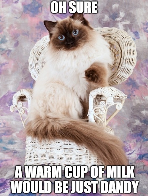 Living the life | OH SURE; A WARM CUP OF MILK WOULD BE JUST DANDY | image tagged in cats,memes,fun,funny,life,funny memes | made w/ Imgflip meme maker