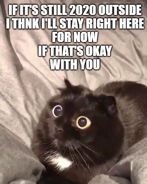 2020 Outside | IF IT'S STILL 2020 OUTSIDE
I THNK I'LL STAY RIGHT HERE
FOR NOW
IF THAT'S OKAY
WITH YOU | image tagged in cats,memes,2020,fun,funny,funny memes | made w/ Imgflip meme maker