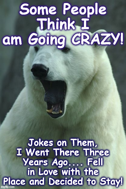 bear | Some People Think I am Going CRAZY! Jokes on Them, I Went There Three Years Ago.... Fell in Love with the Place and Decided to Stay! | image tagged in bear | made w/ Imgflip meme maker