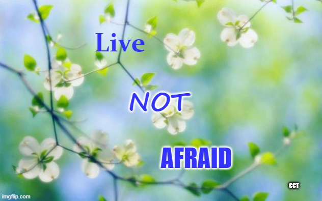 Live Not Afraid | Live; NOT; AFRAID; CCT | image tagged in flowers | made w/ Imgflip meme maker