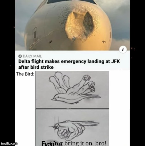 image tagged in airplane,bird,buff | made w/ Imgflip meme maker