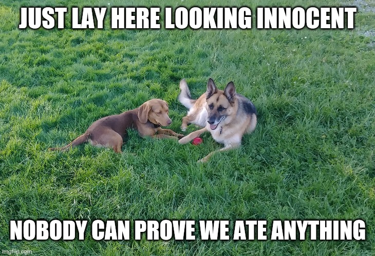 JUST LAY HERE LOOKING INNOCENT; NOBODY CAN PROVE WE ATE ANYTHING | made w/ Imgflip meme maker