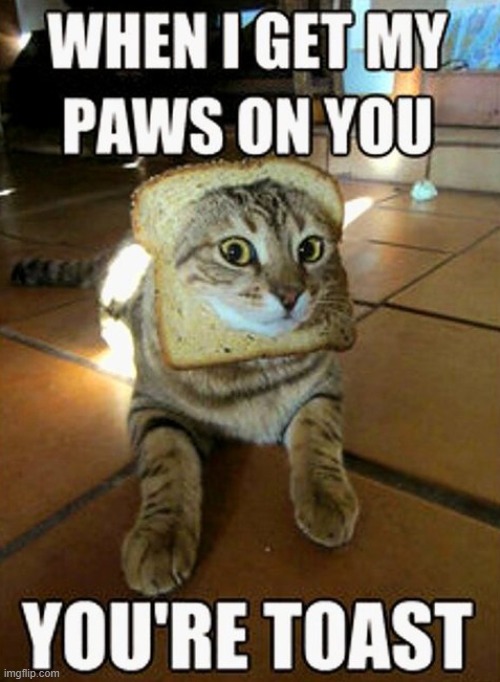 Cats and Toast | image tagged in cats,funny,toast,simple | made w/ Imgflip meme maker