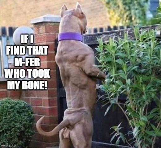 Jacked Dog | IF I FIND THAT M-FER WHO TOOK MY BONE! | image tagged in jacked scooby | made w/ Imgflip meme maker