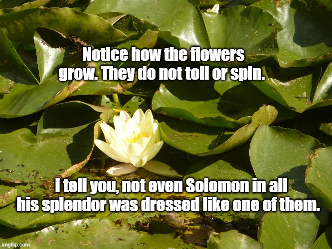 Flowers | Notice how the flowers grow. They do not toil or spin. I tell you, not even Solomon in all his splendor was dressed like one of them. | image tagged in flowers,faith,christian | made w/ Imgflip meme maker