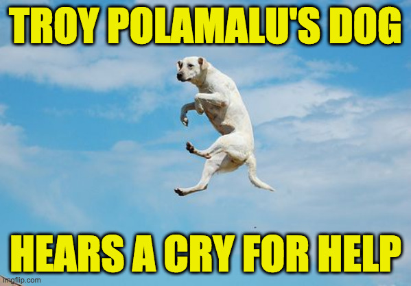 He was raised as an airedale  ( : | TROY POLAMALU'S DOG; HEARS A CRY FOR HELP | image tagged in troy polamalu's dog,memes,help,help help | made w/ Imgflip meme maker