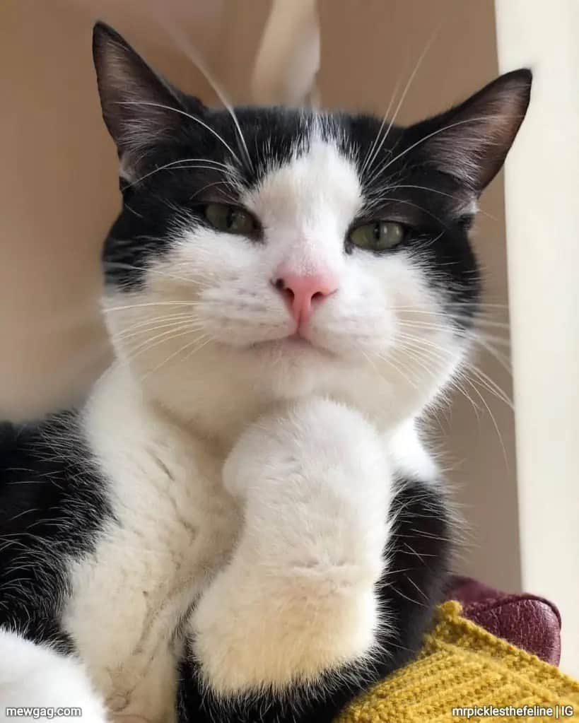 Cat Interesting Blank Meme Template