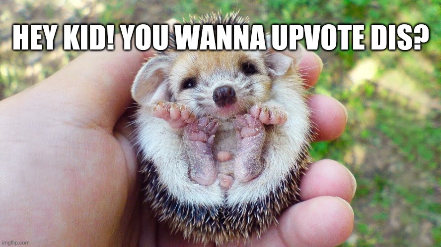 gimme | HEY KID! YOU WANNA UPVOTE DIS? | image tagged in cute,porcupine | made w/ Imgflip meme maker
