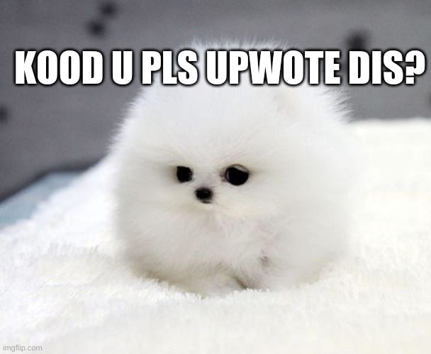 plssss | KOOD U PLS UPWOTE DIS? | image tagged in cute,dog,upvote begging | made w/ Imgflip meme maker