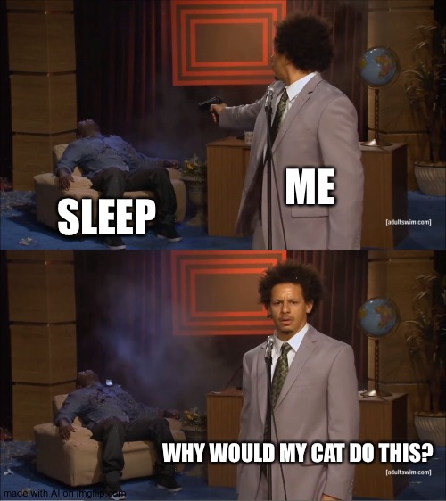 XD lol | ME; SLEEP; WHY WOULD MY CAT DO THIS? | image tagged in memes,who killed hannibal | made w/ Imgflip meme maker
