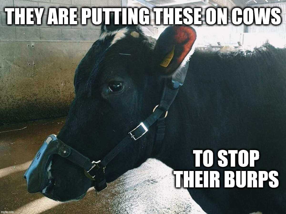What the Hell | THEY ARE PUTTING THESE ON COWS; TO STOP THEIR BURPS | image tagged in cows,burp,mask | made w/ Imgflip meme maker