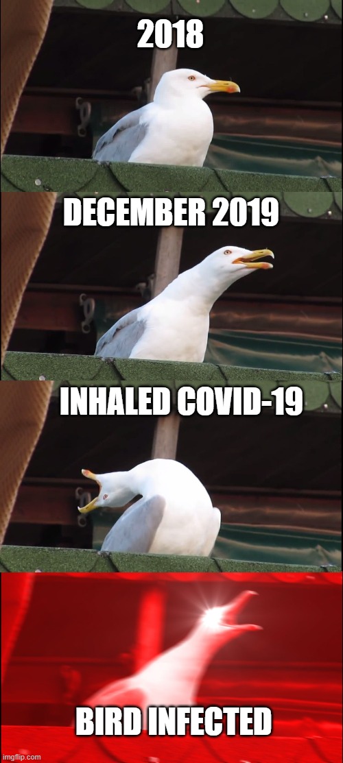 bird infected | 2018; DECEMBER 2019; INHALED COVID-19; BIRD INFECTED | image tagged in memes,inhaling seagull | made w/ Imgflip meme maker