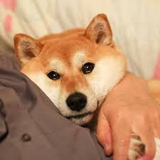 High Quality crying doge Blank Meme Template