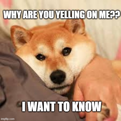 doge | WHY ARE YOU YELLING ON ME?? I WANT TO KNOW | image tagged in memes,funny memes,doge,buff doge vs cheems | made w/ Imgflip meme maker