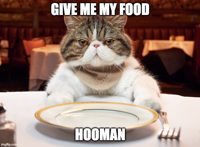 Hooman my food |  GIVE ME MY FOOD; HOOMAN | image tagged in hungry cat | made w/ Imgflip meme maker