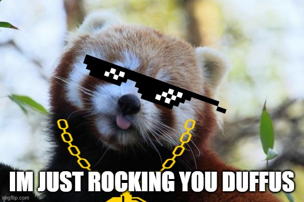 red panda | IM JUST ROCKING YOU DUFFUS | image tagged in red panda | made w/ Imgflip meme maker