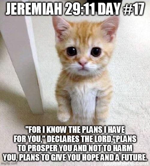 Cute Cat | JEREMIAH 29:11 DAY #17; "FOR I KNOW THE PLANS I HAVE FOR YOU," DECLARES THE LORD,"PLANS TO PROSPER YOU AND NOT TO HARM YOU, PLANS TO GIVE YOU HOPE AND A FUTURE. | image tagged in memes,cute cat | made w/ Imgflip meme maker