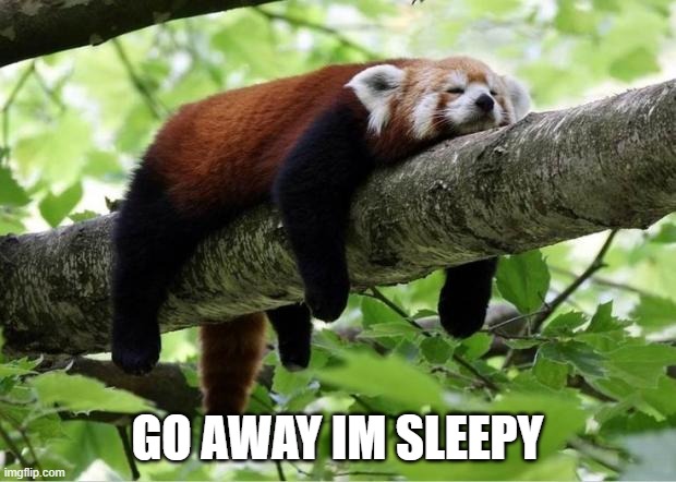 Lazy Red Panda | GO AWAY IM SLEEPY | image tagged in lazy red panda | made w/ Imgflip meme maker