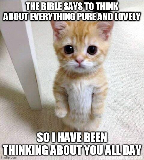 Cute Cat | THE BIBLE SAYS TO THINK ABOUT EVERYTHING PURE AND LOVELY; SO I HAVE BEEN THINKING ABOUT YOU ALL DAY | image tagged in memes,cute cat | made w/ Imgflip meme maker