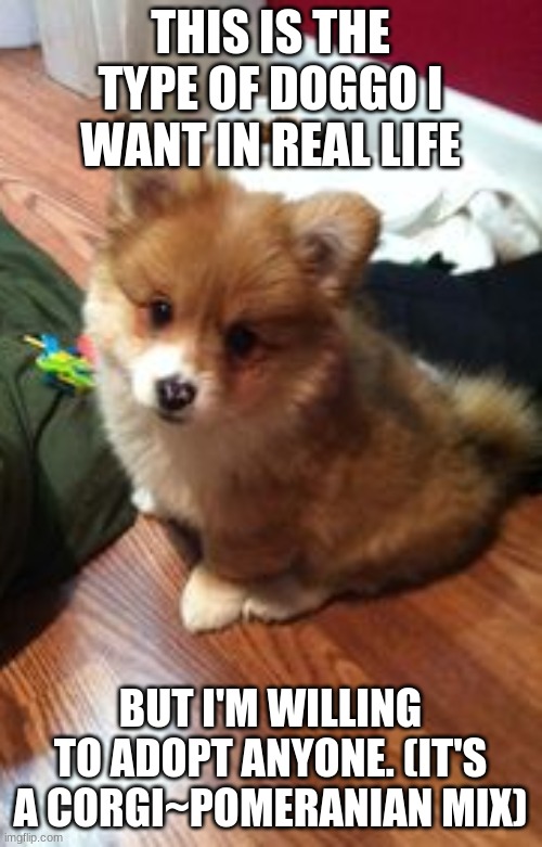 THIS IS THE TYPE OF DOGGO I WANT IN REAL LIFE BUT I'M WILLING TO ADOPT ANYONE. (IT'S A CORGI~POMERANIAN MIX) | made w/ Imgflip meme maker