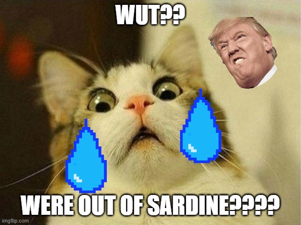Cat meme | WUT?? WERE OUT OF SARDINE???? | image tagged in memes,scared cat | made w/ Imgflip meme maker