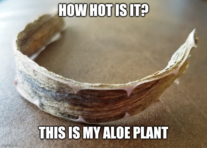 Treat BURNS with this?! |  HOW HOT IS IT? THIS IS MY ALOE PLANT | image tagged in aloe,hot,dried up,summer,shrivel,quit | made w/ Imgflip meme maker