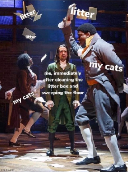 So true | Cats+Hamilton+The best thing you seen all day | image tagged in cats,hamilton | made w/ Imgflip meme maker