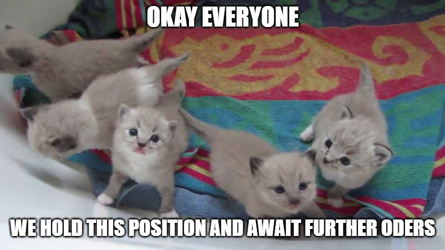 Forward Observers | OKAY EVERYONE; WE HOLD THIS POSITION AND AWAIT FURTHER ODERS | image tagged in cats,kittens,fun,funny,memes,funny memes | made w/ Imgflip meme maker
