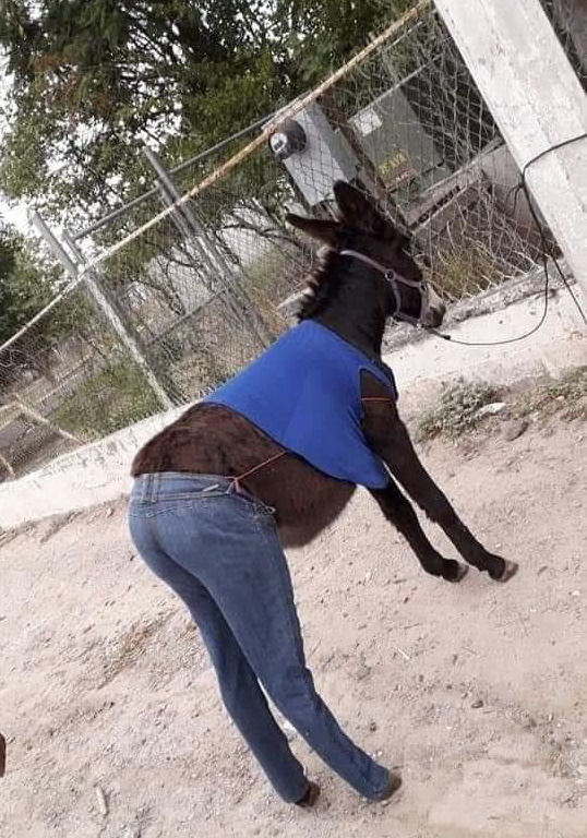 Donkey wearing clothes Blank Meme Template