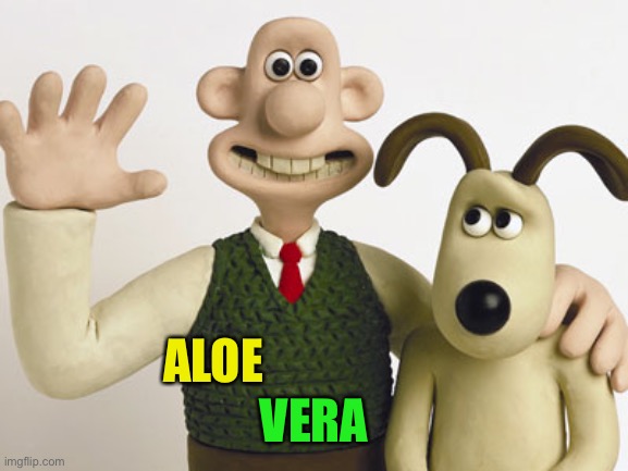 Wallace and gromit  | ALOE VERA | image tagged in wallace and gromit | made w/ Imgflip meme maker