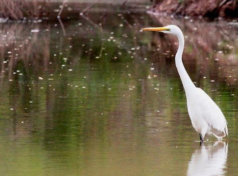 High Quality bird in the swamp Blank Meme Template