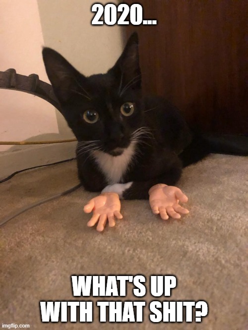 2020... WHAT'S UP WITH THAT SHIT? | image tagged in 2020,cat,shrug,confused,covid-19,covid | made w/ Imgflip meme maker