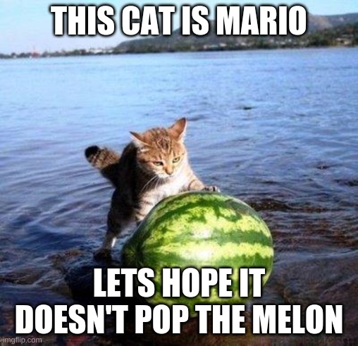 mario and the melon | THIS CAT IS MARIO; LETS HOPE IT DOESN'T POP THE MELON | image tagged in argument invalid watermelon cat | made w/ Imgflip meme maker