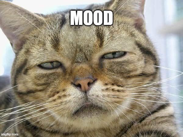 Mood | MOOD | image tagged in sleepy cat | made w/ Imgflip meme maker