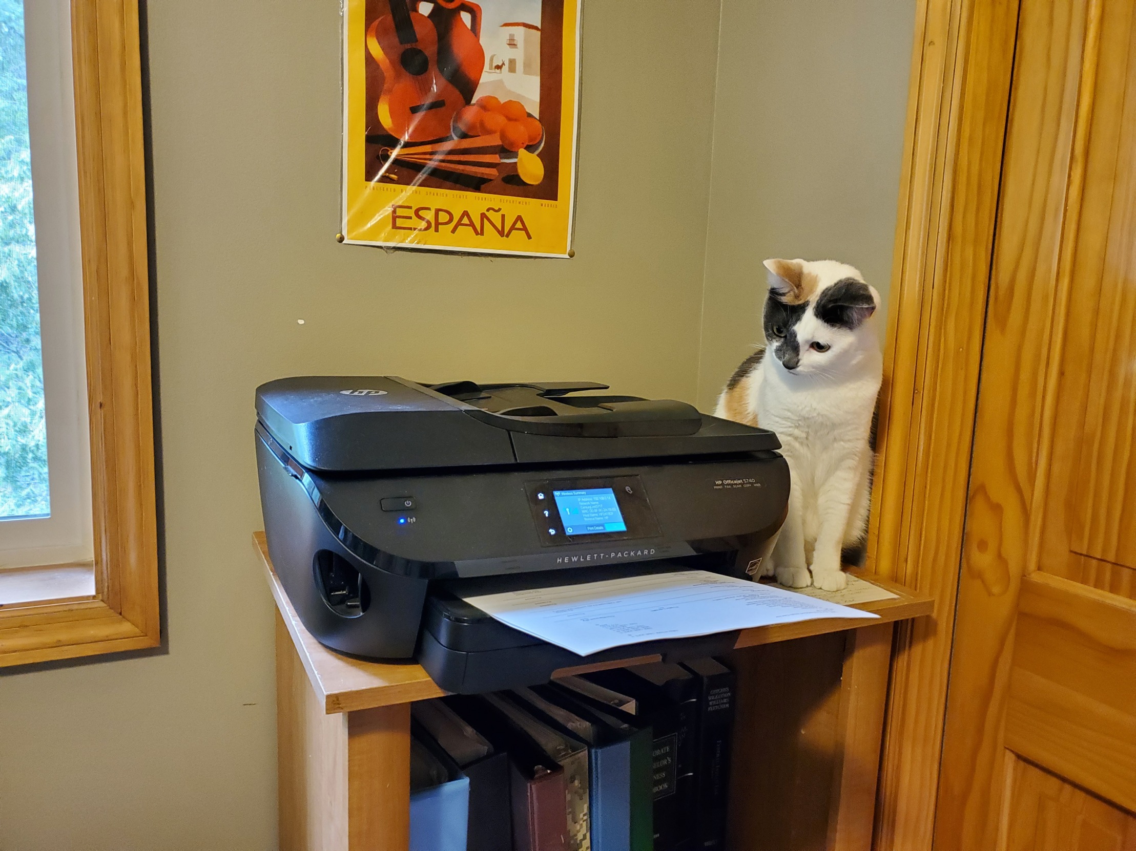 High Quality Cat Fascinated By Printer Blank Meme Template