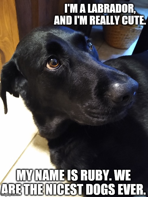Labradors are best dogs | I'M A LABRADOR, AND I'M REALLY CUTE. MY NAME IS RUBY. WE ARE THE NICEST DOGS EVER. | image tagged in labradors,dogs,sweet dogs,nice dogs | made w/ Imgflip meme maker