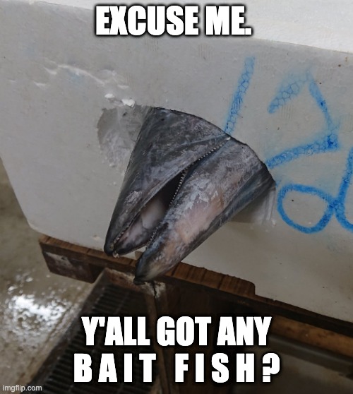 Y'all got any bait fish? | EXCUSE ME. Y'ALL GOT ANY
B A I T   F I S H ? | image tagged in memes,fish | made w/ Imgflip meme maker