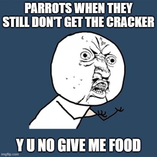 Parrots when they don't get crackers | PARROTS WHEN THEY STILL DON'T GET THE CRACKER; Y U NO GIVE ME FOOD | image tagged in memes,y u no | made w/ Imgflip meme maker