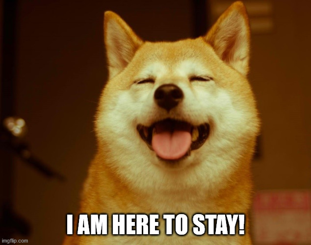 happy doge | I AM HERE TO STAY! | image tagged in happy doge | made w/ Imgflip meme maker