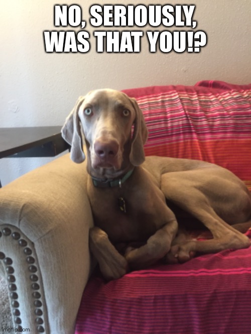 Funny weimaraner | NO, SERIOUSLY, WAS THAT YOU!? | image tagged in weimaraner,funny | made w/ Imgflip meme maker